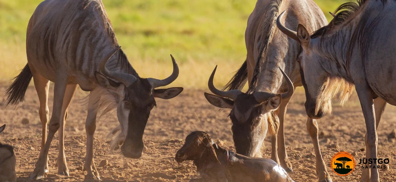 Big Five & Calvin Wildbeest Migration Safaris