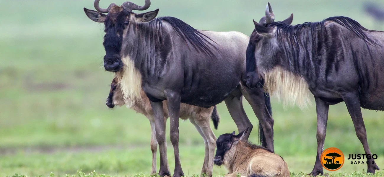 Calving Wildebeest Migration Group Safaris