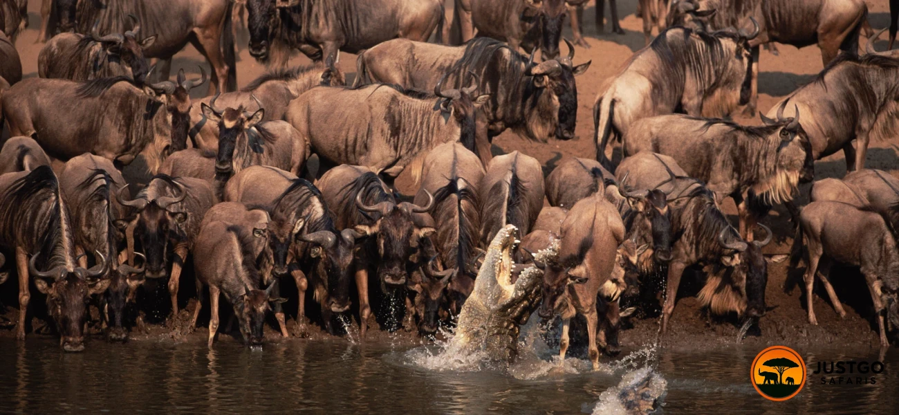 Serengeti Big Five &amp; Mara River Crossing Safari