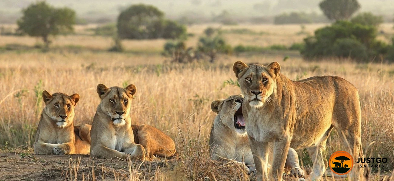 Arusha National Park, Tarangire & Lake Manyara Safari