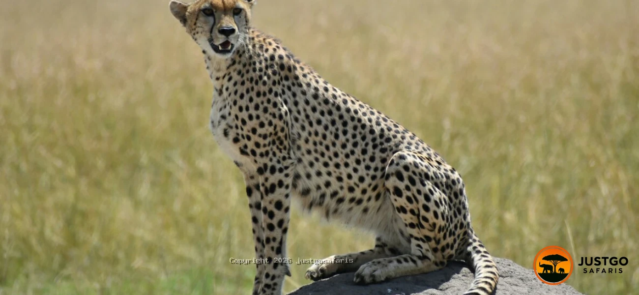 Fly-In Great Migration Safari – Ndutu & Ngorongoro Crater