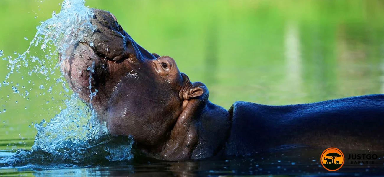 Mikumi NP & Udzungwa Mountain + Sanje Waterfalls
