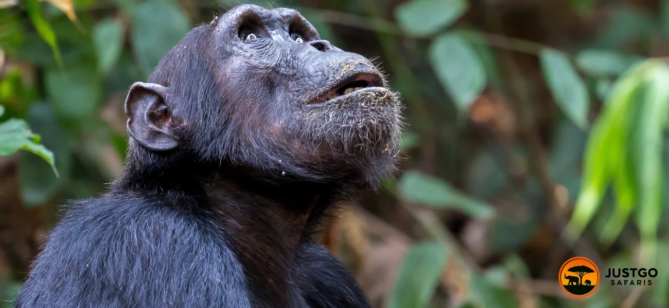 Mahale Chimpanzee Trekking & Lake Tanganyika Romantic Escape