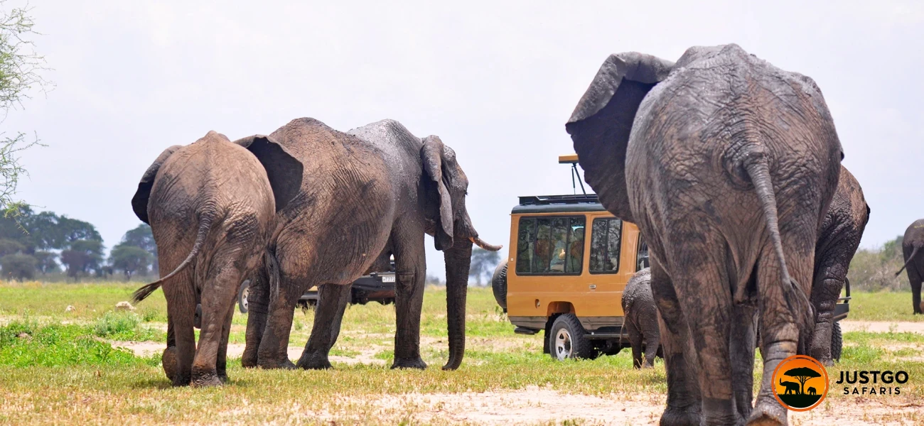 Tarangire National Park & Ngorongoro Crater Safari