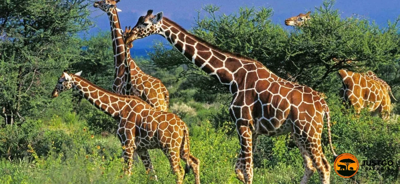 Tarangire National Park & Lake Manyara Safari