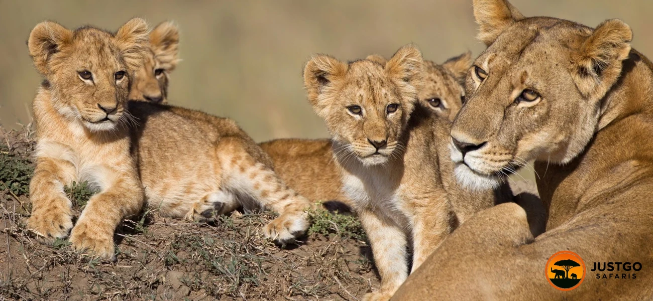 Lake Manyara & Ngorongoro Crater Safari