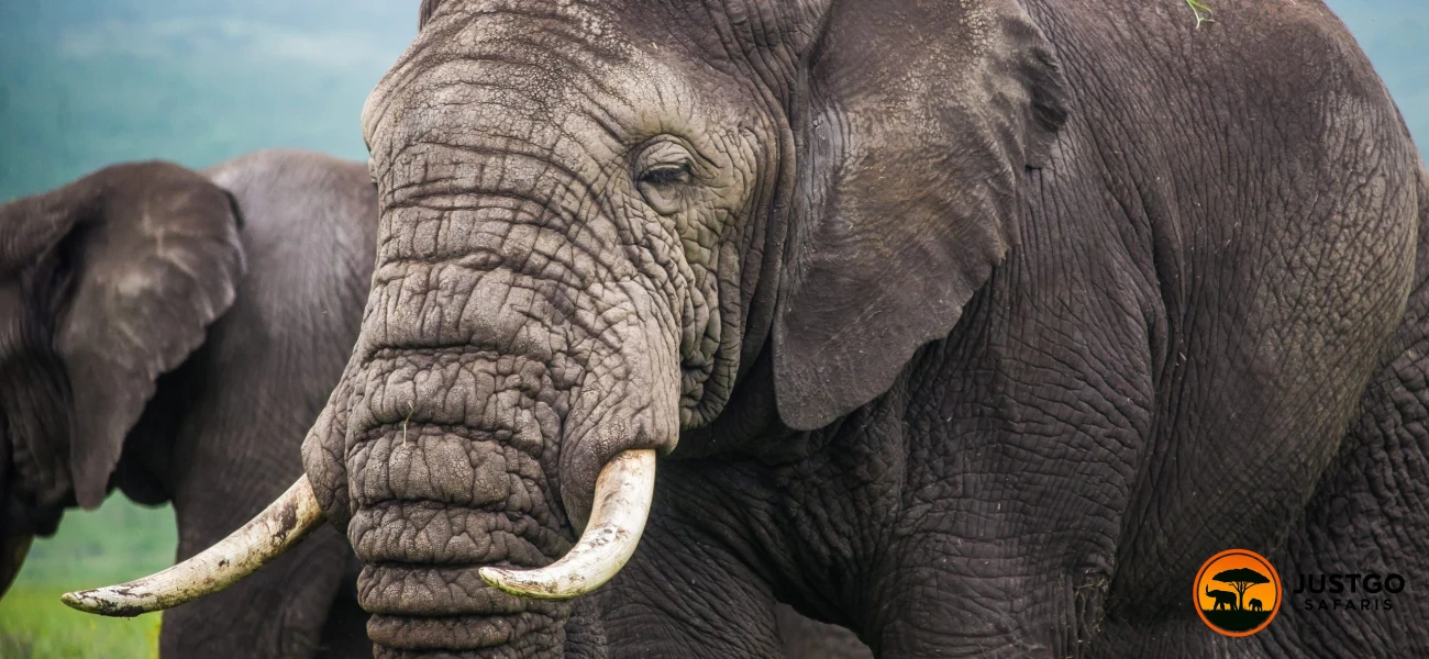 Tarangire National Park Private Day Trip Safari