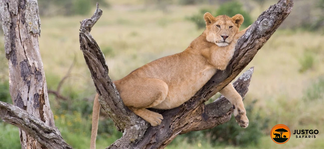 Lake Manyara National Park Day Trip Safari