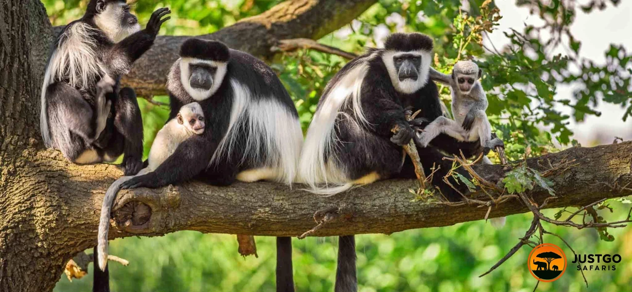 Arusha National Park Day Trip Safari