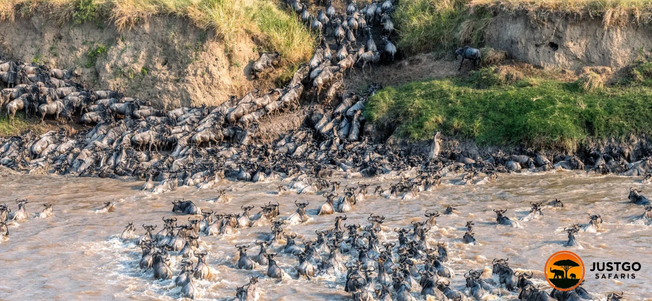 The Great Western Crossing Safari