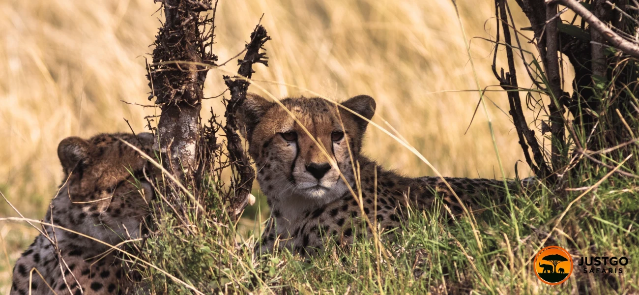 The Western Serengeti Signature Safari