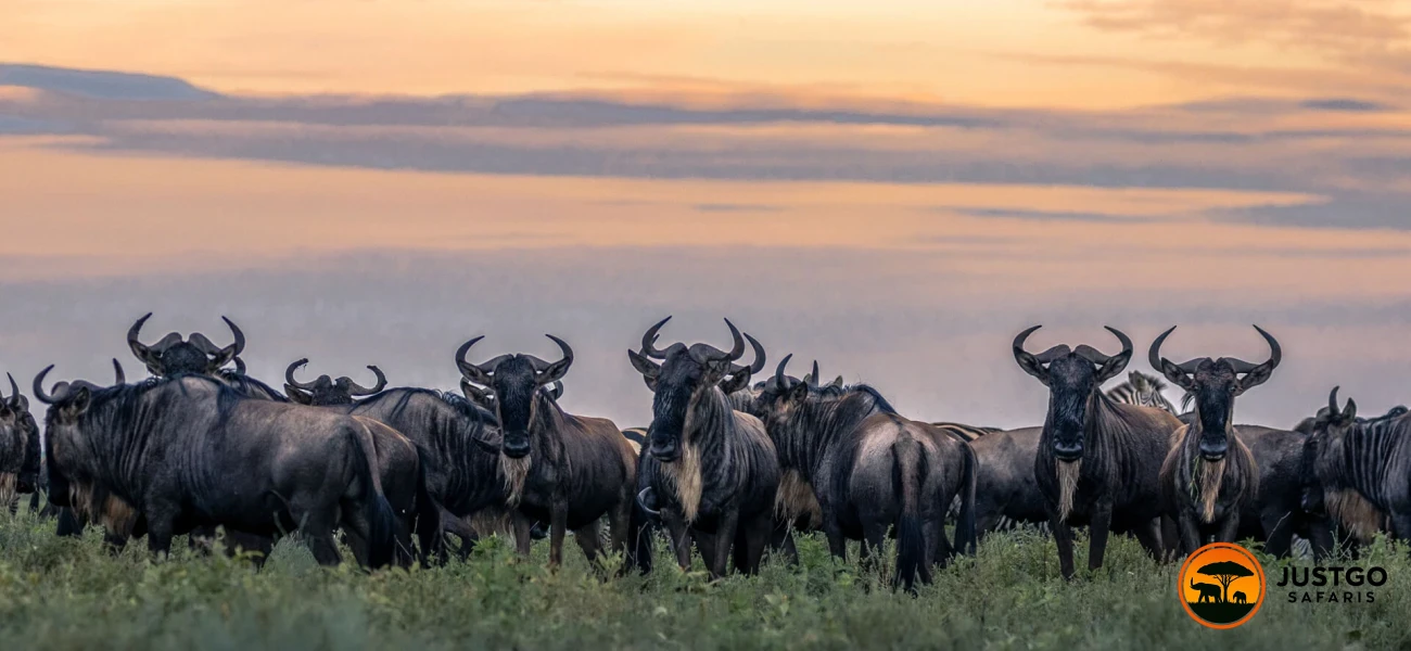 Classic Northern Tanzania Safari